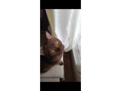 Cana yakın sevecen british shorthair ömürlük yuva