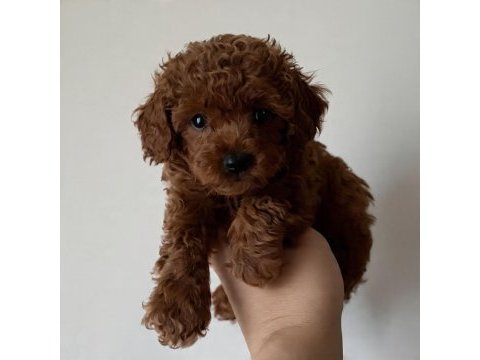 Irk garantili toy poodle