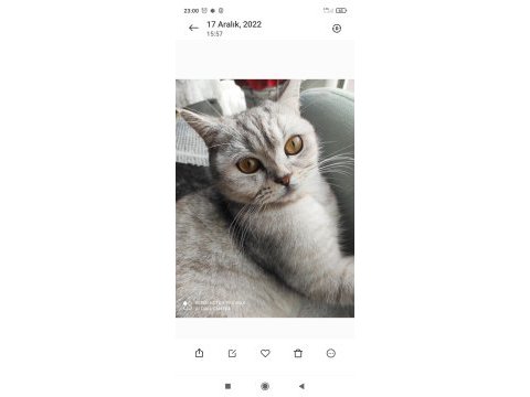 British shorthair 2 yaşında dişi