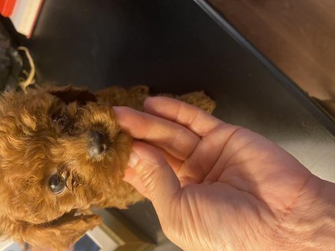 Kore kan poodle