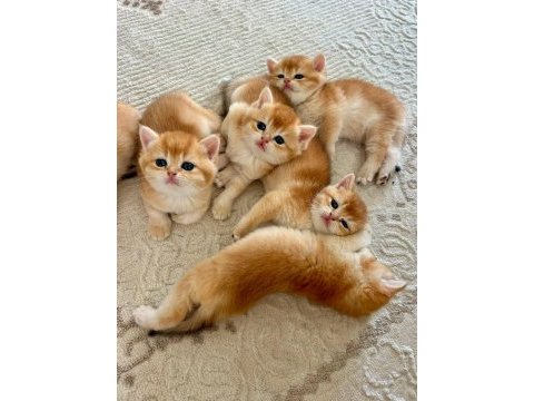 Birbirinden güzel golden british shorthair yavrularım