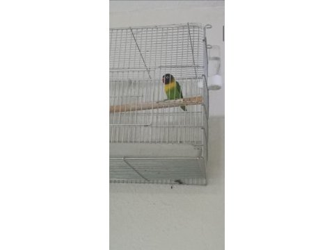 Cennet papağanı orjinal maskeli