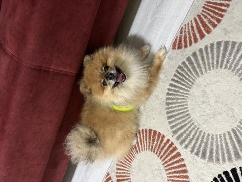 Pomeranian boo köpeği