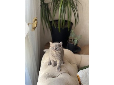 Hemen teslim lilac british shorthair  yavrum