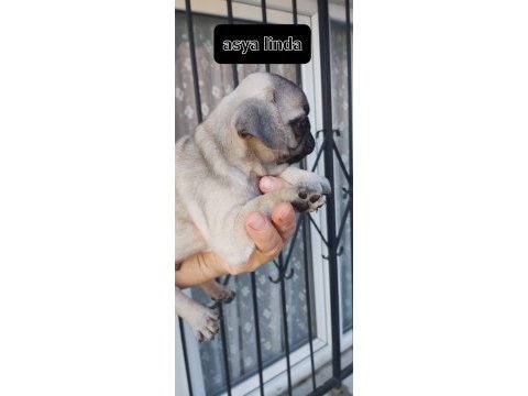 Pug mops bebekler