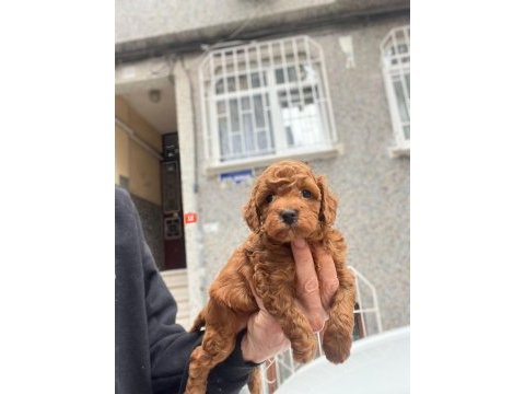 Muhteşem toy poodle yavrular