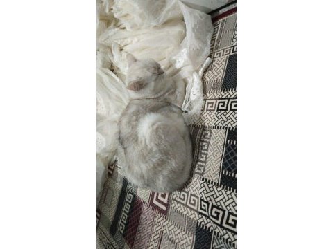 2 yaşında dişi hamile olabilir