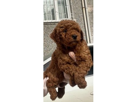 Muhteşem toy poodle yavrular