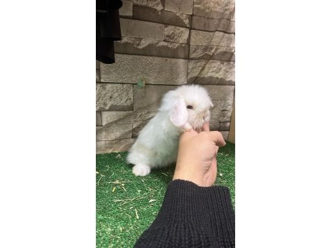 İstanbul orjinal hollanda lop tavşan yavruları