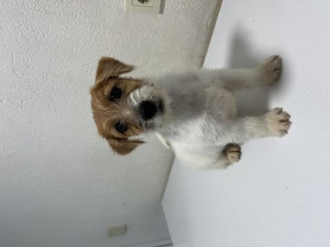 Şecereli jack russell terrier erkek
