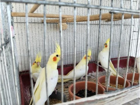 40 günlük yeme inen 5 kardeş yavru sultan