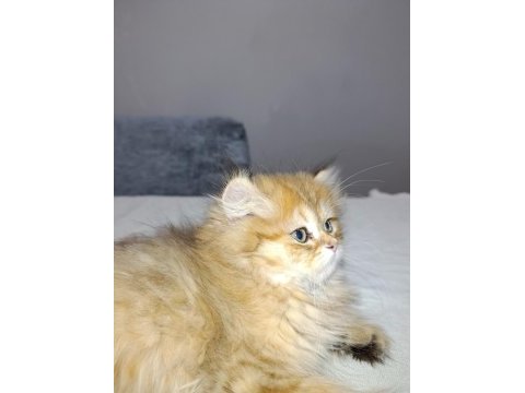 Premium güzellikte british longhair