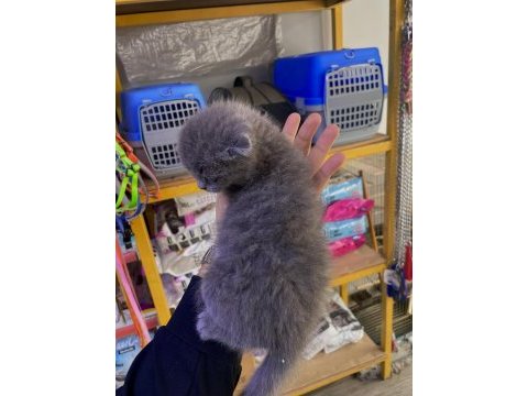 A kalite scottish fold yavru
