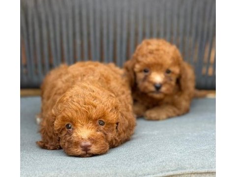 Yasal üreticiden safkan toy poodle yavruları
