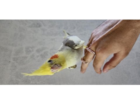 Son derece evcil 1 buçuk yaşında sultan papağanı