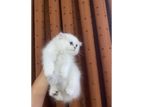 British longhair silver point erkek