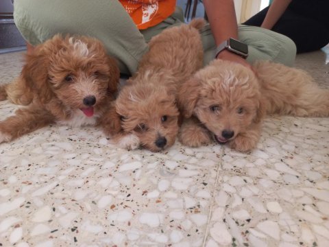 Maltipoo 2.5 aylik 0 numara