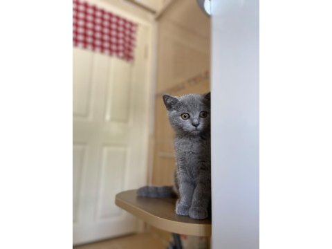 British shorthair aşıları tam