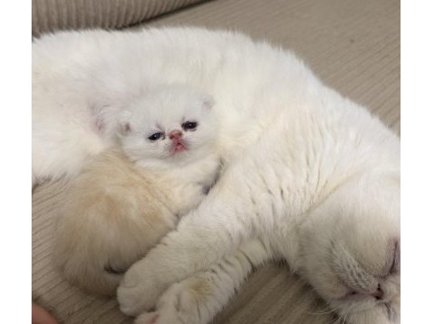 Exotic shorthair cinsi safkan kedimiz