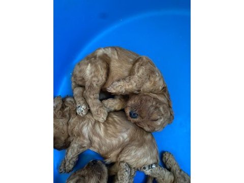 Irk garantili elden teslim toy poodle bebekler