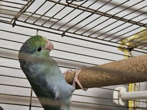 Erkek yavru forpus papağanı