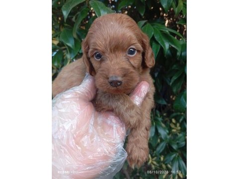 Irk ve sağlık garanti orjinal maltipoo yavrularımuz