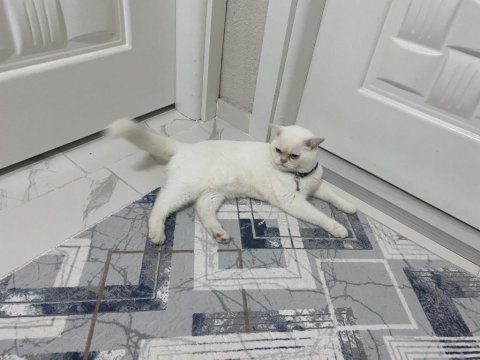 British longhair kedim 1 yaşında girmek üzere