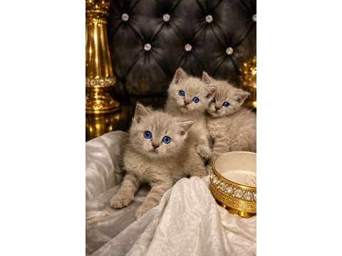 2 aylık british shorthair bebekler