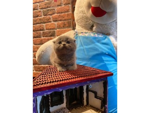 Scottish fold yeterince anne sütü aldı oyuncu kediler