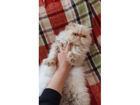 5 yaşında dişi safkan iran (persian) kedisi