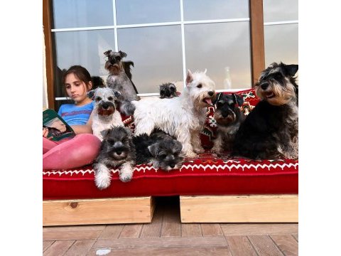 Fcı şecereli miniature schnauzer