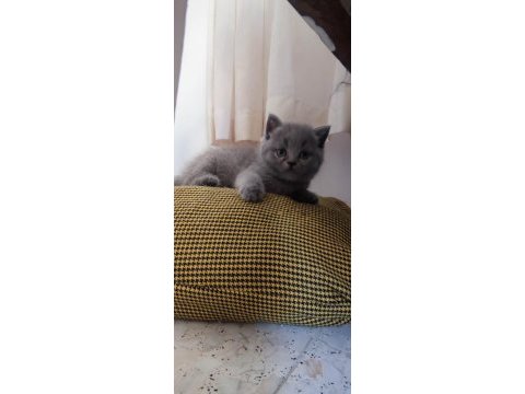 British shorthair sevdiğinize bir can verin