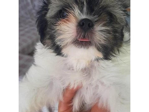 Sahiplendirilicektir shih tzu