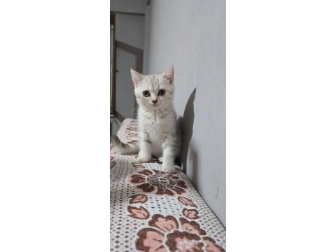 Kedimiz ücretsiz değildir