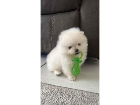 Pomeranian boo teddy