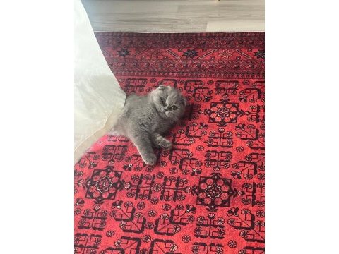 Gri scottish fold prenses