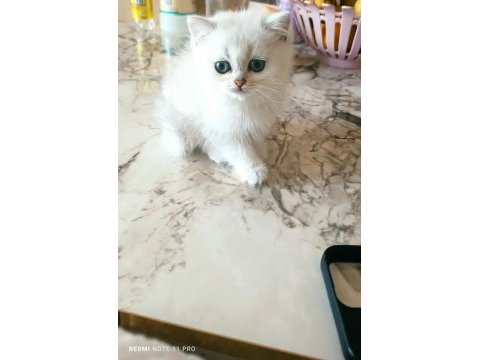 Scottish fold yavrularımız yuva arıyor (dişi)