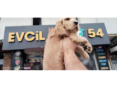 70 günlük cocker erkek yavrumuz