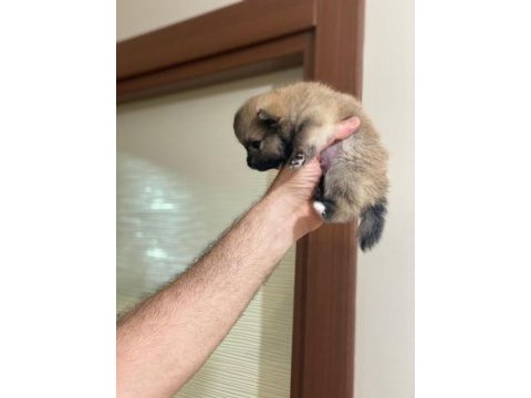 Yeni doğan pomeranian erkek boo