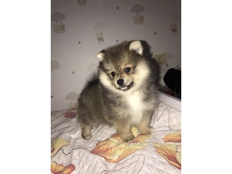 Pomeranian erkek 72 günlük yavru köpek sahiplendirilecek