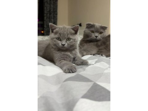 2 aylık scottish fold
