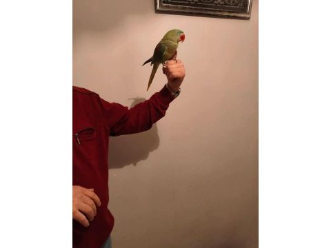 Acil satılık alexander papağanı 3 aylık