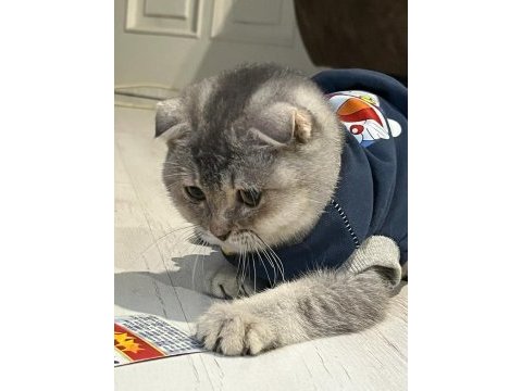 A kalite uysal ve oyuncu scottish fold kedimize sahip
