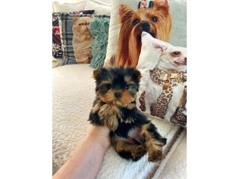 Micro teacup baby face yorkshire yavrular