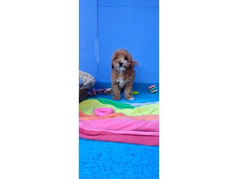 İnanılmaz güzellikte maltipoo yavrular