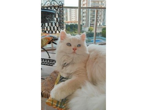 Dişi kedimize eş bulma