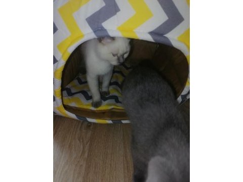 Britihs sohrt hair ve british blue point kedi 7 aylık