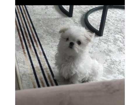 Teacup kore maltese secere belgeli