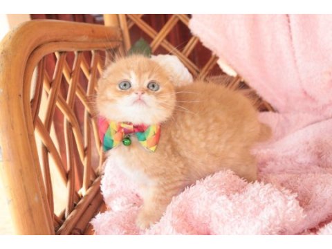 Scottish fold top kafa erkek