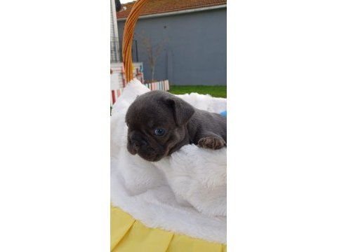 Egzotik renk fransız bulldog yavrular